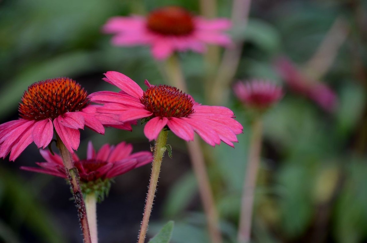红色松头菊-------。