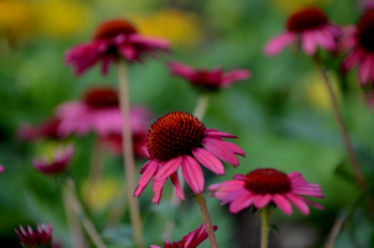 红色松头菊-------。