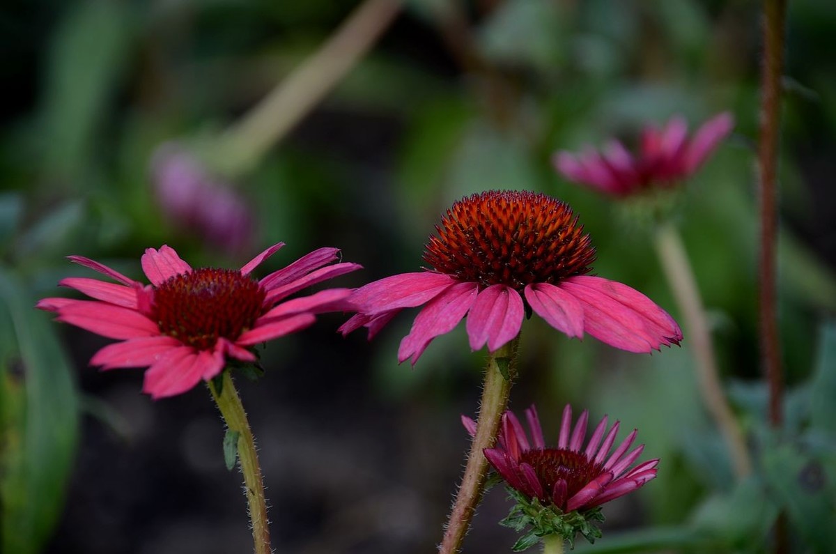红色松头菊-------。