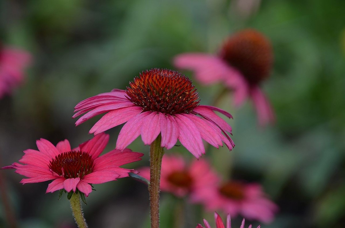 红色松头菊-------。