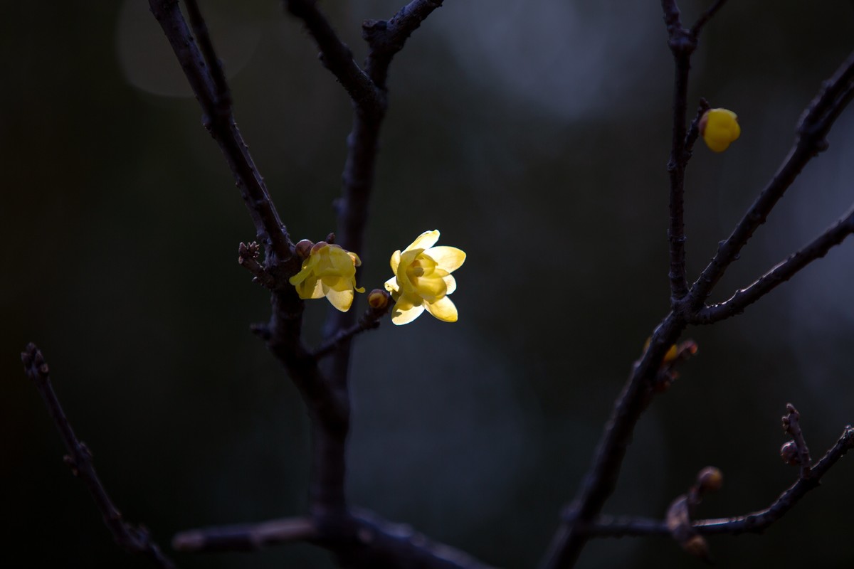 横枝疏影暗香来