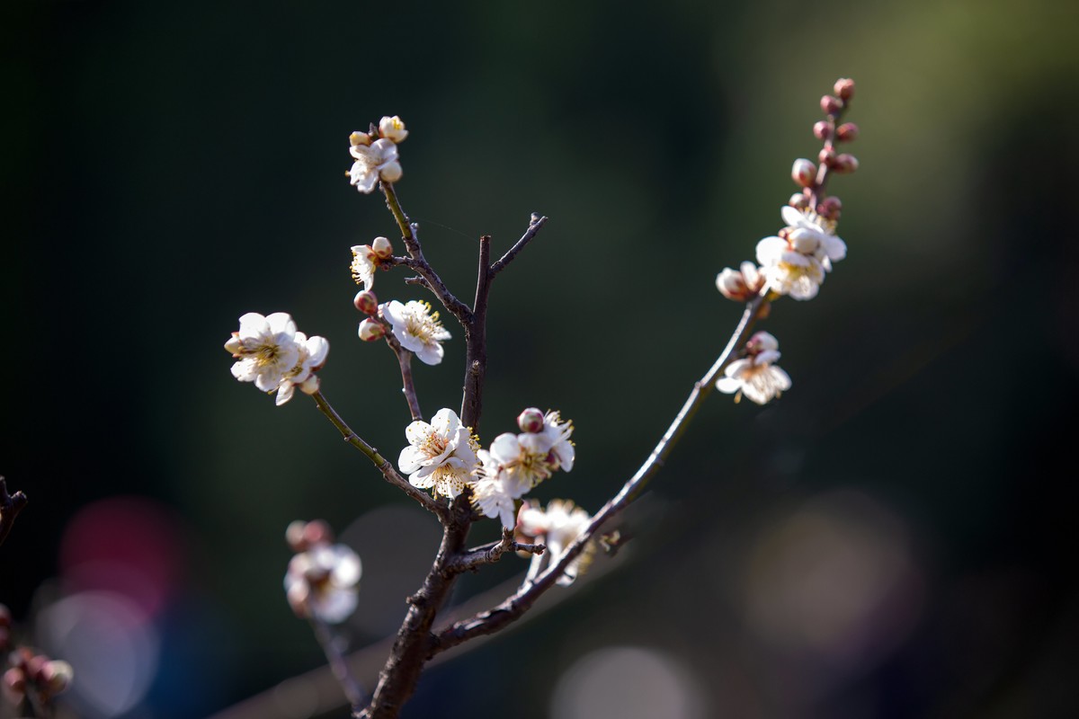 横枝疏影暗香来