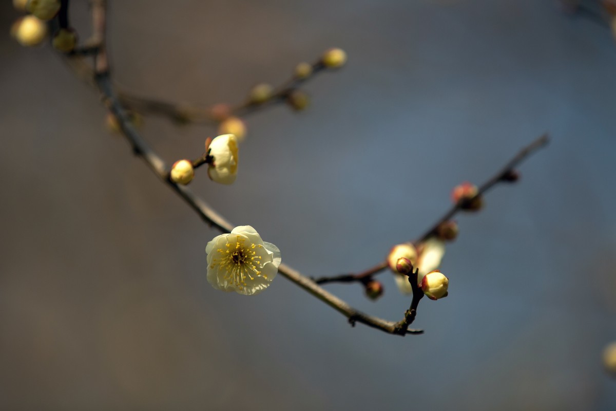 横枝疏影暗香来