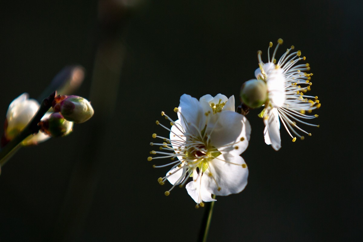 横枝疏影暗香来