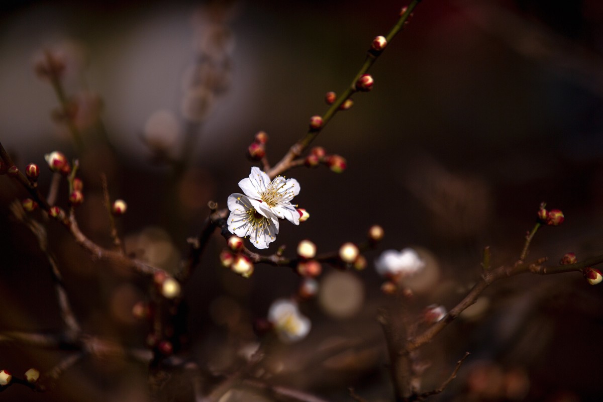 横枝疏影暗香来