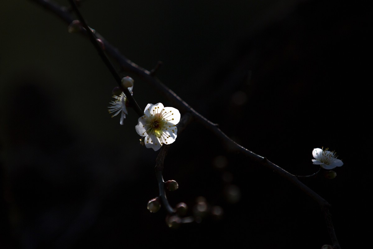 横枝疏影暗香来