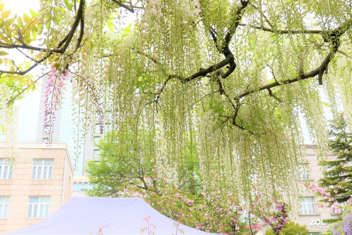 【紫藤】——摄于上海嘉定紫藤园