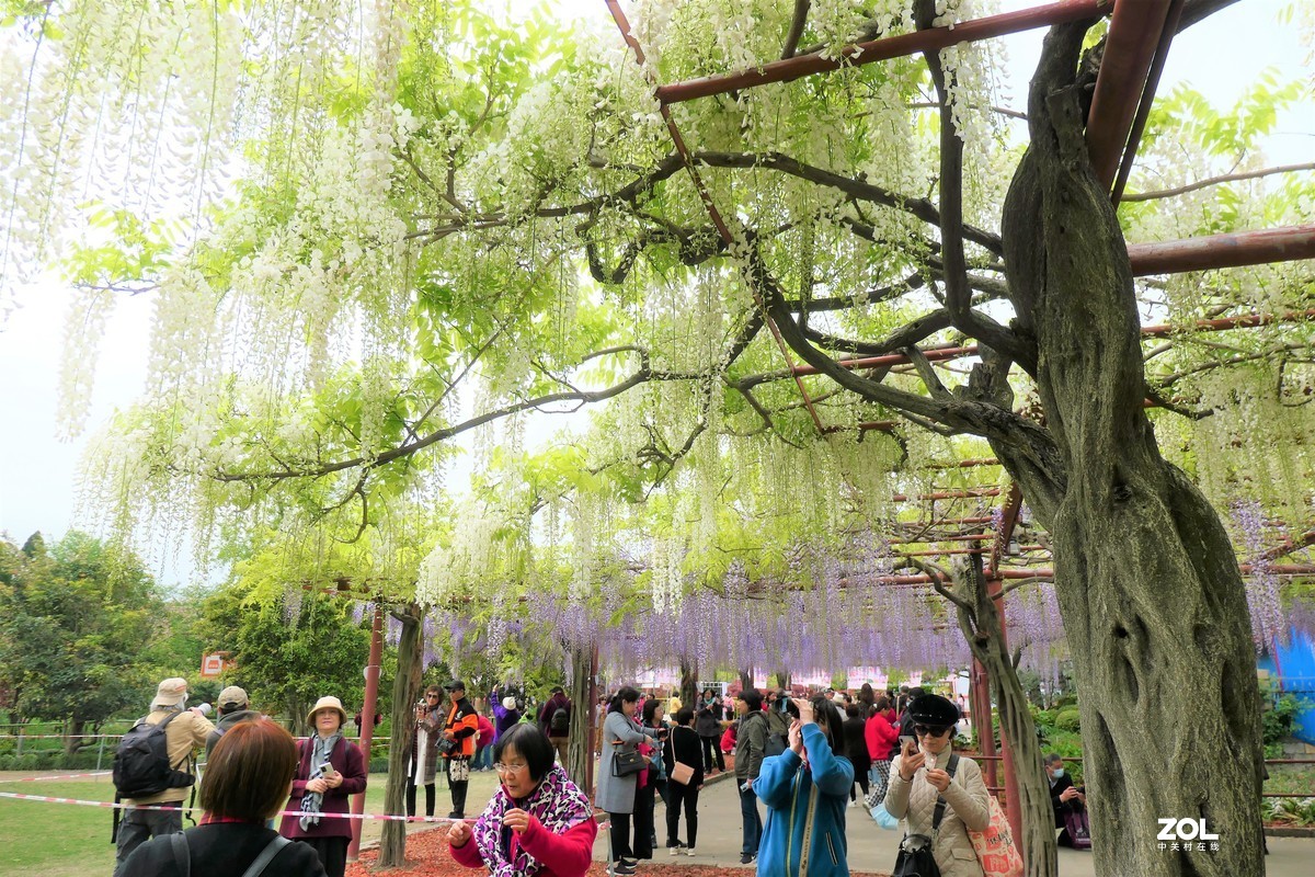【紫藤】——摄于上海嘉定紫藤园