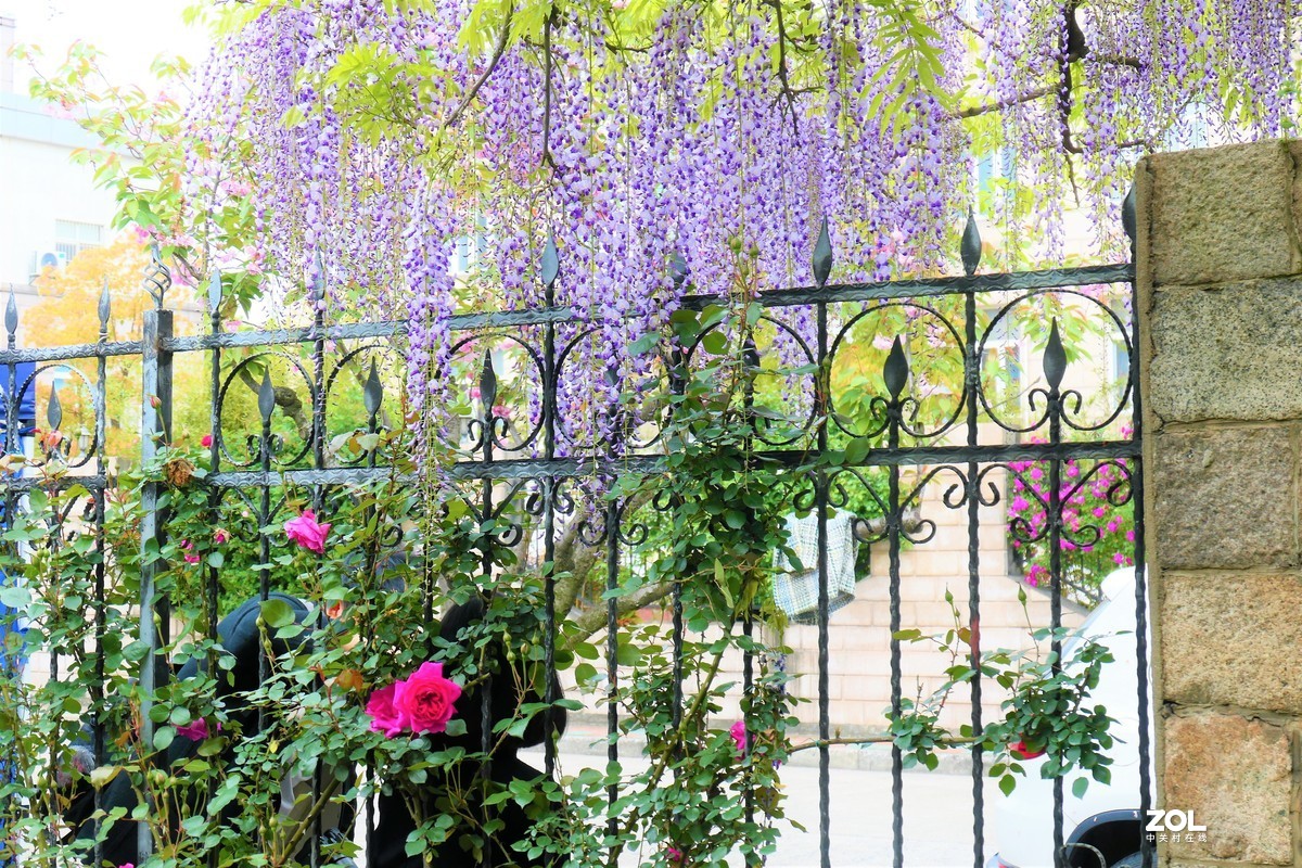 【紫藤】——摄于上海嘉定紫藤园