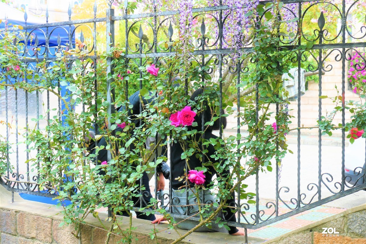 【紫藤】——摄于上海嘉定紫藤园