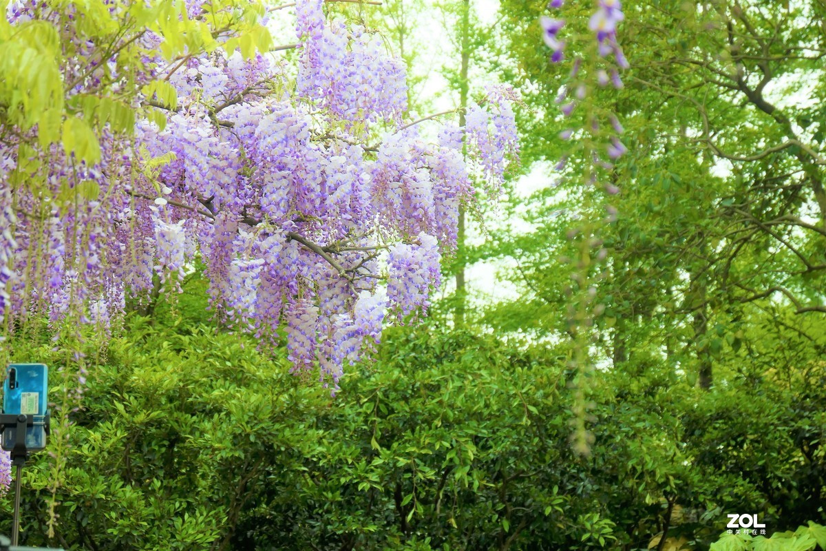 【紫藤】——摄于上海嘉定紫藤园