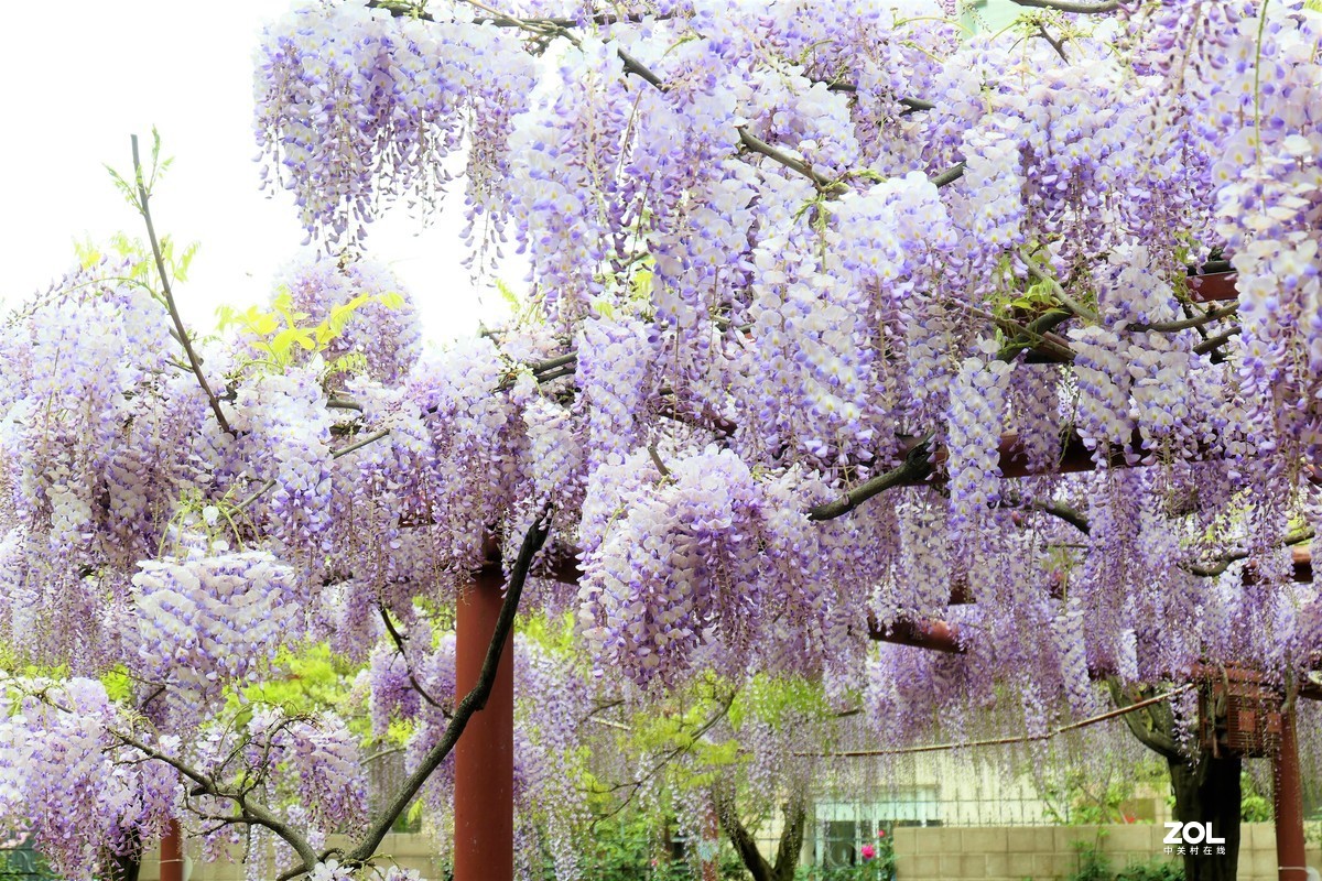 【紫藤】——摄于上海嘉定紫藤园