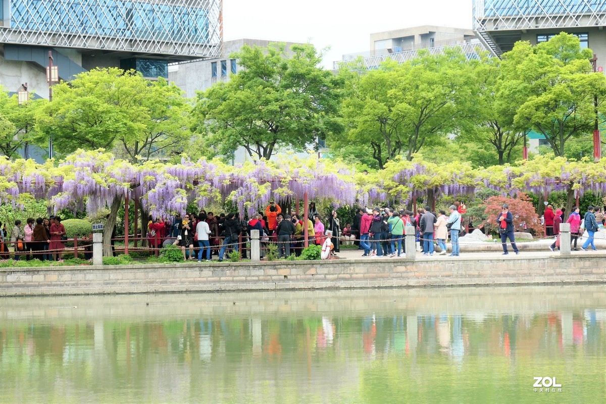 【紫藤】——摄于上海嘉定紫藤园