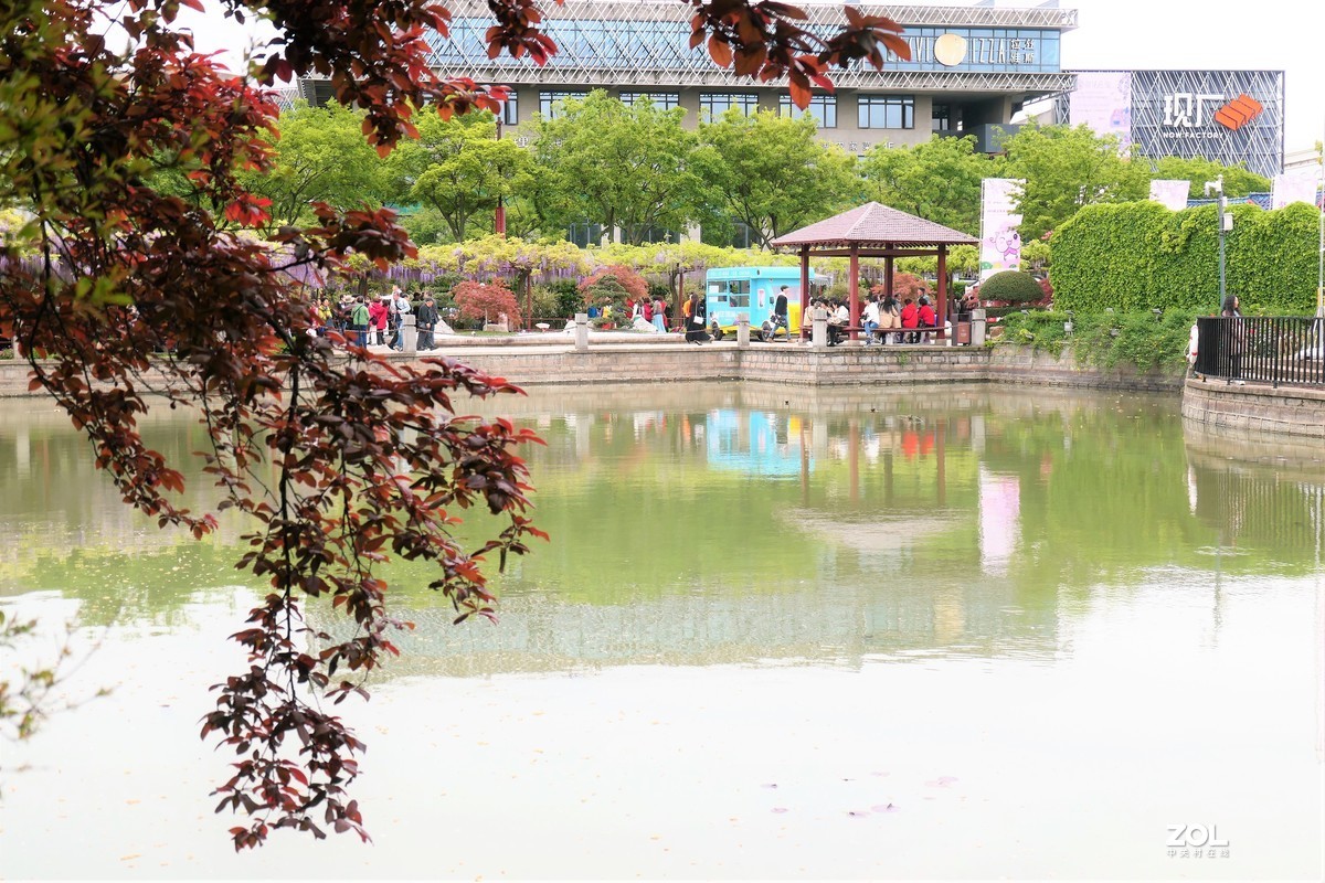 【紫藤】——摄于上海嘉定紫藤园