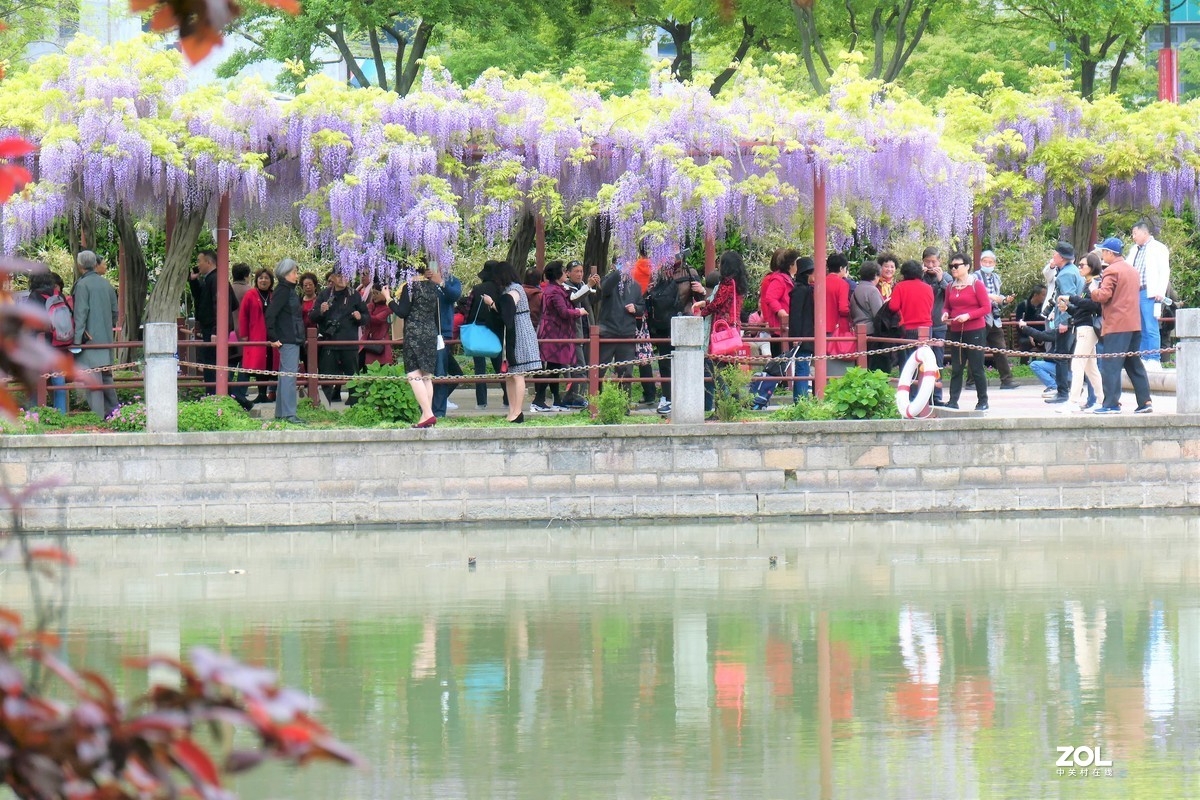 【紫藤】——摄于上海嘉定紫藤园