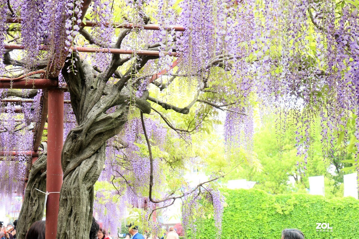 【紫藤】——摄于上海嘉定紫藤园