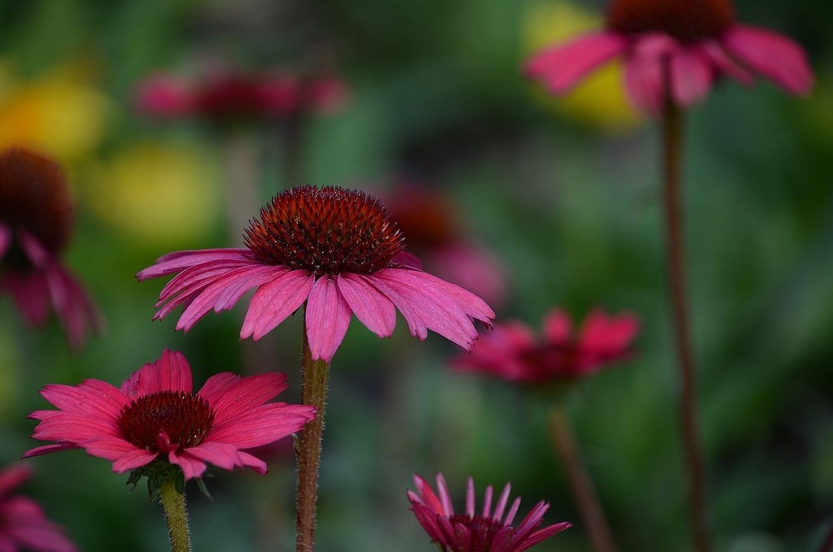 红色松头菊-------。