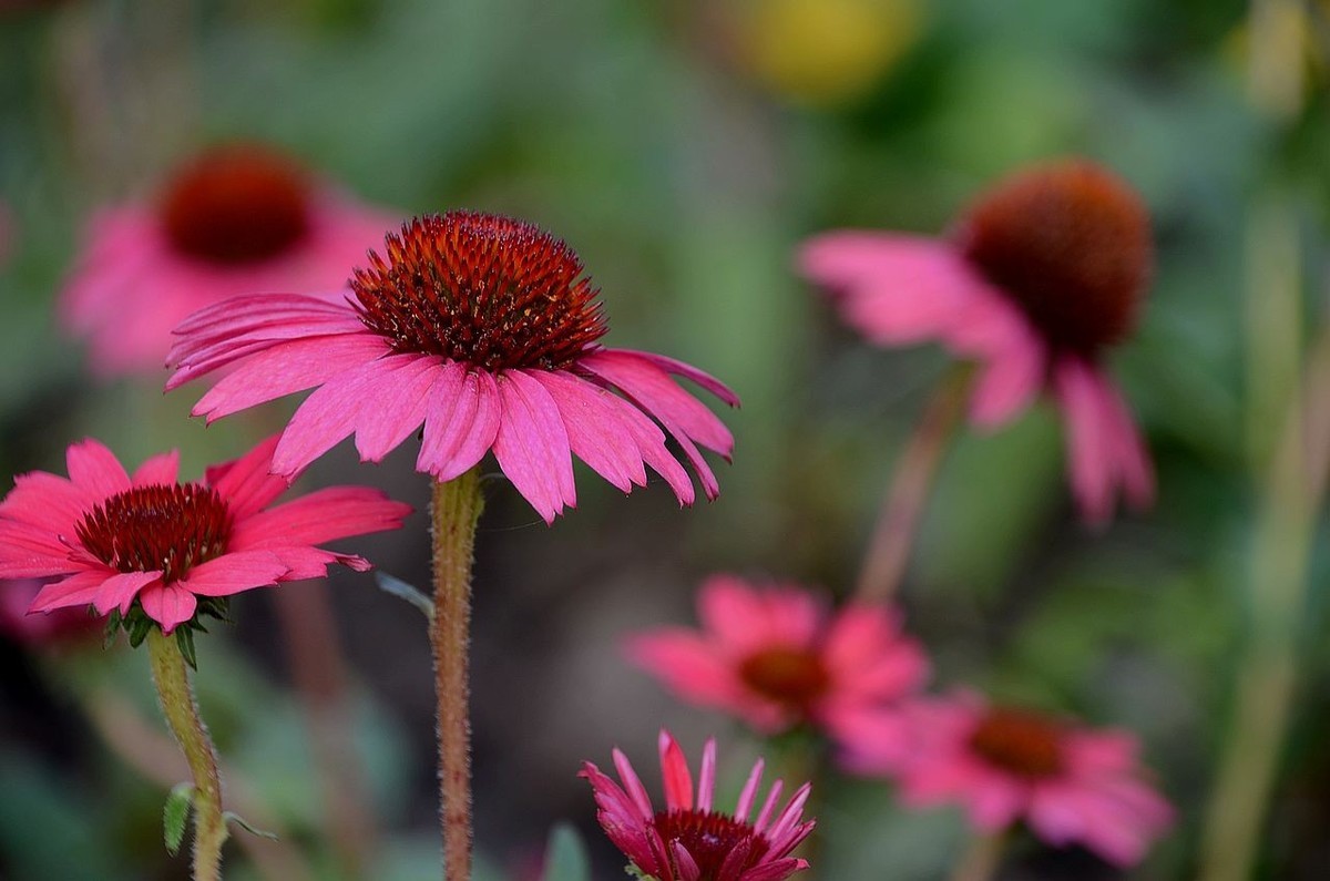 红色松头菊-------。