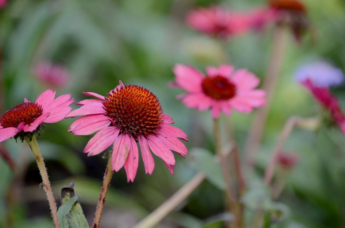 红色松头菊-------。
