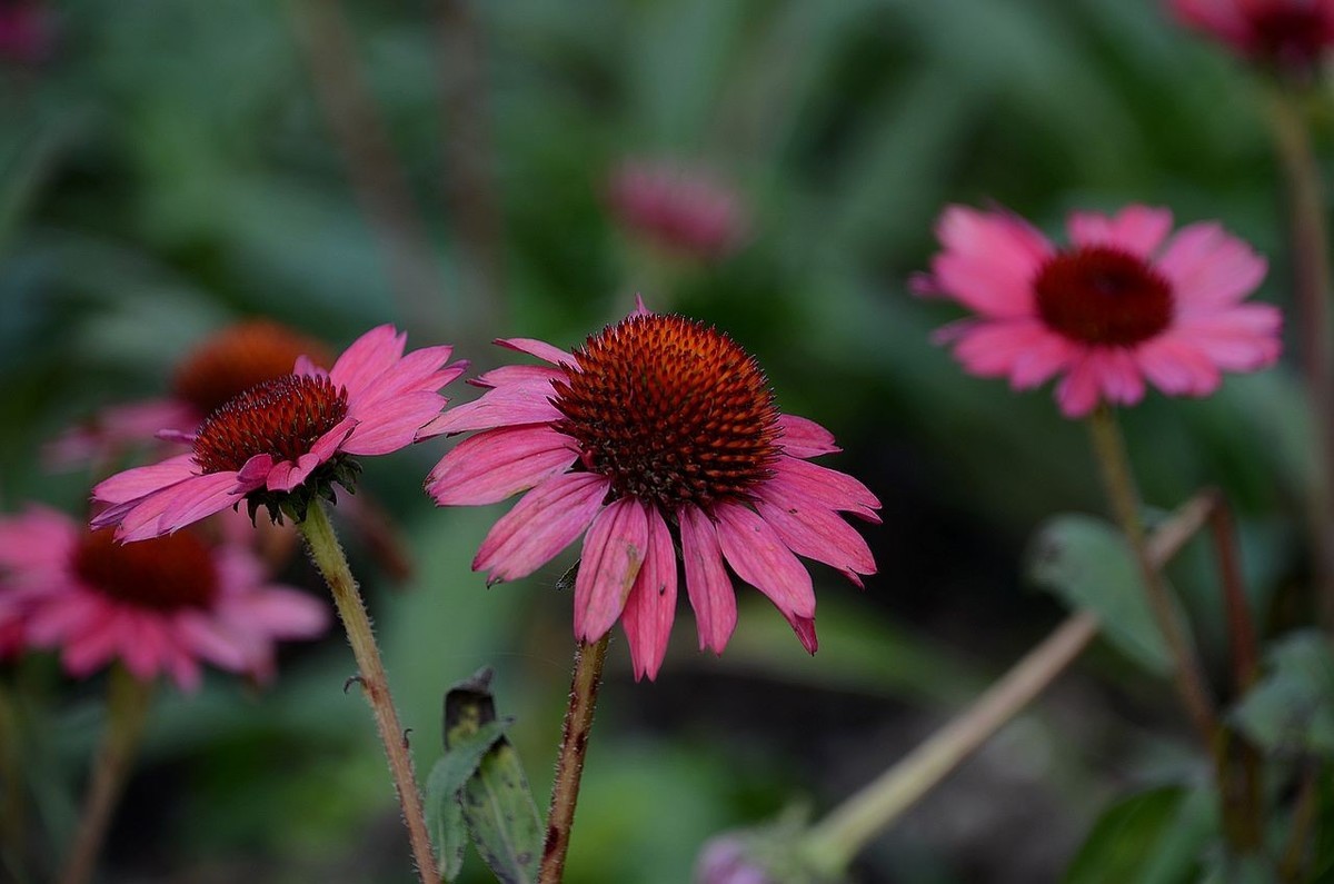 红色松头菊-------。