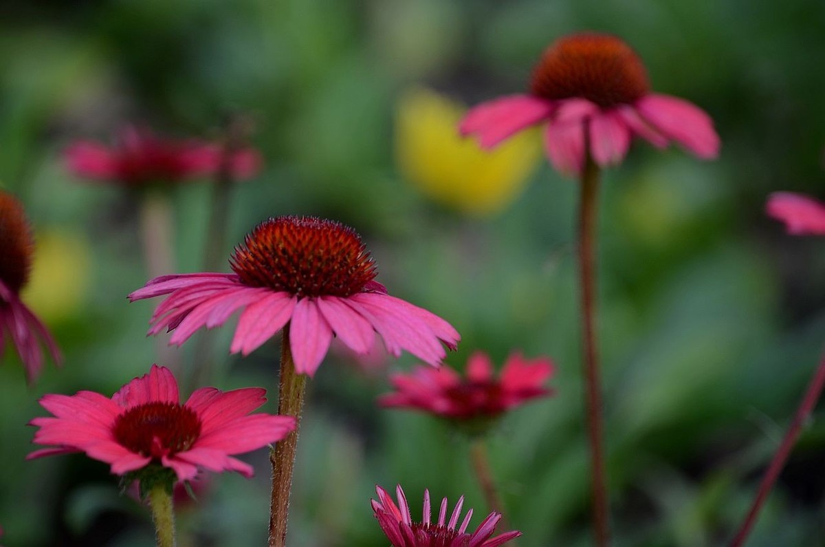 红色松头菊-------。