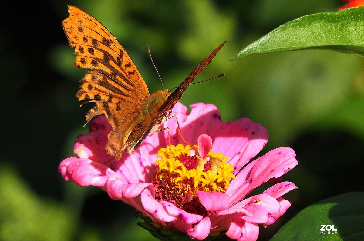 牡丹峰杂拍花蝴蝶