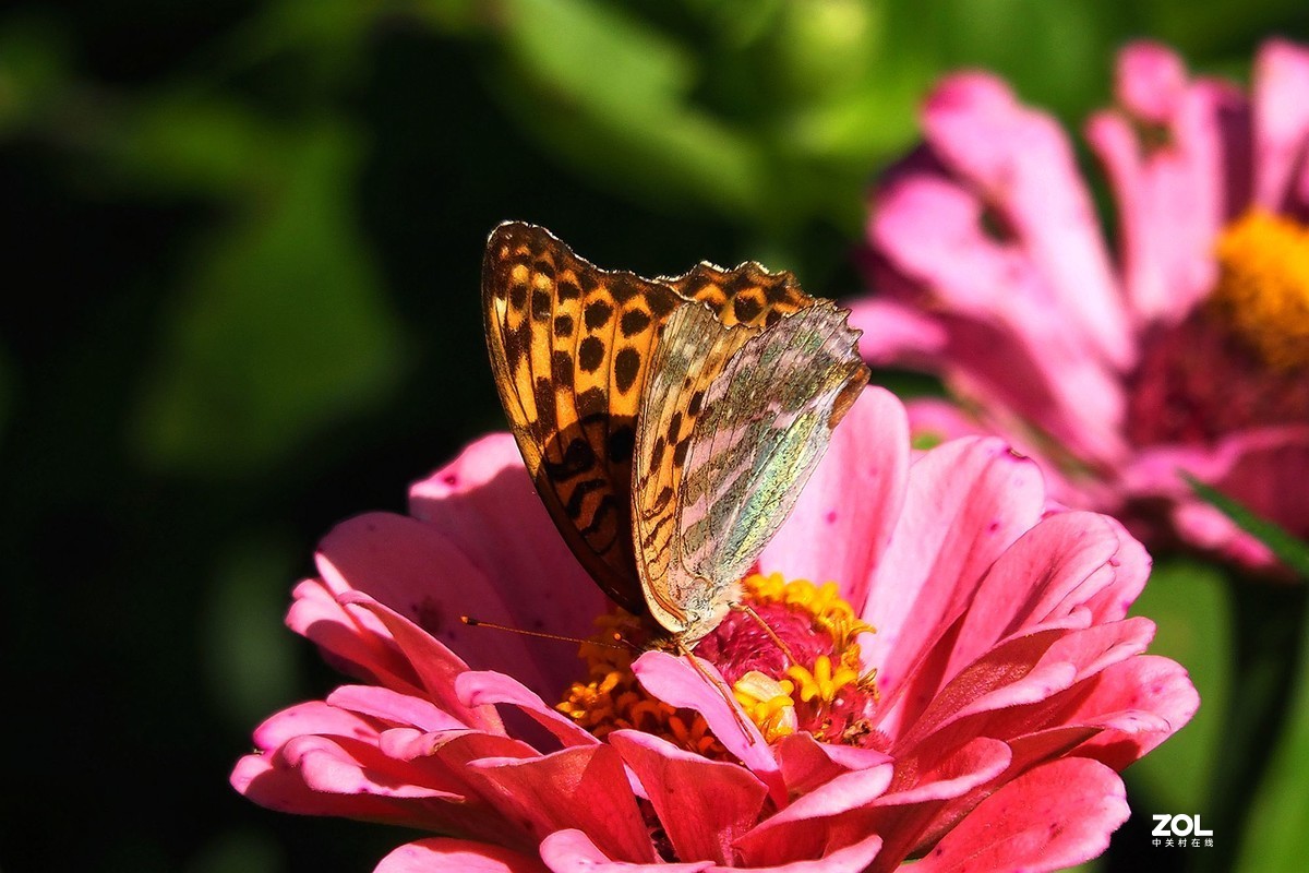 牡丹峰杂拍花蝴蝶