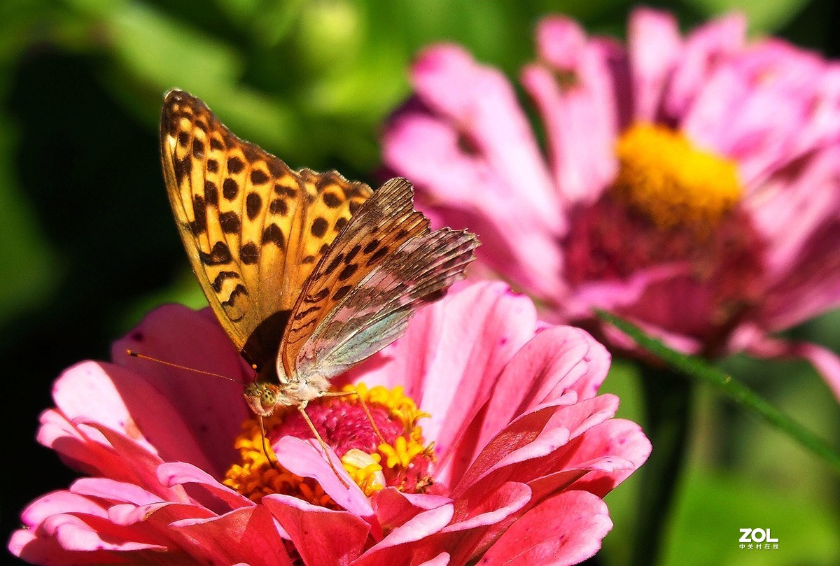 牡丹峰杂拍花蝴蝶