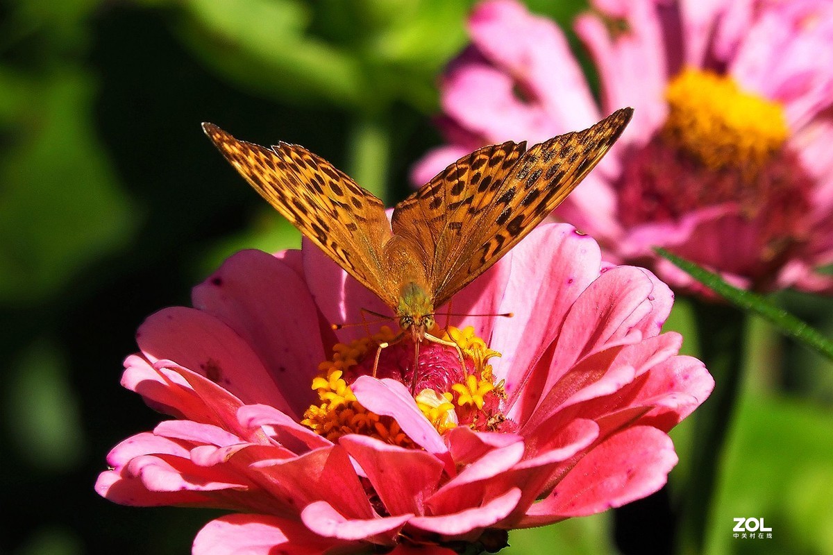 牡丹峰杂拍花蝴蝶