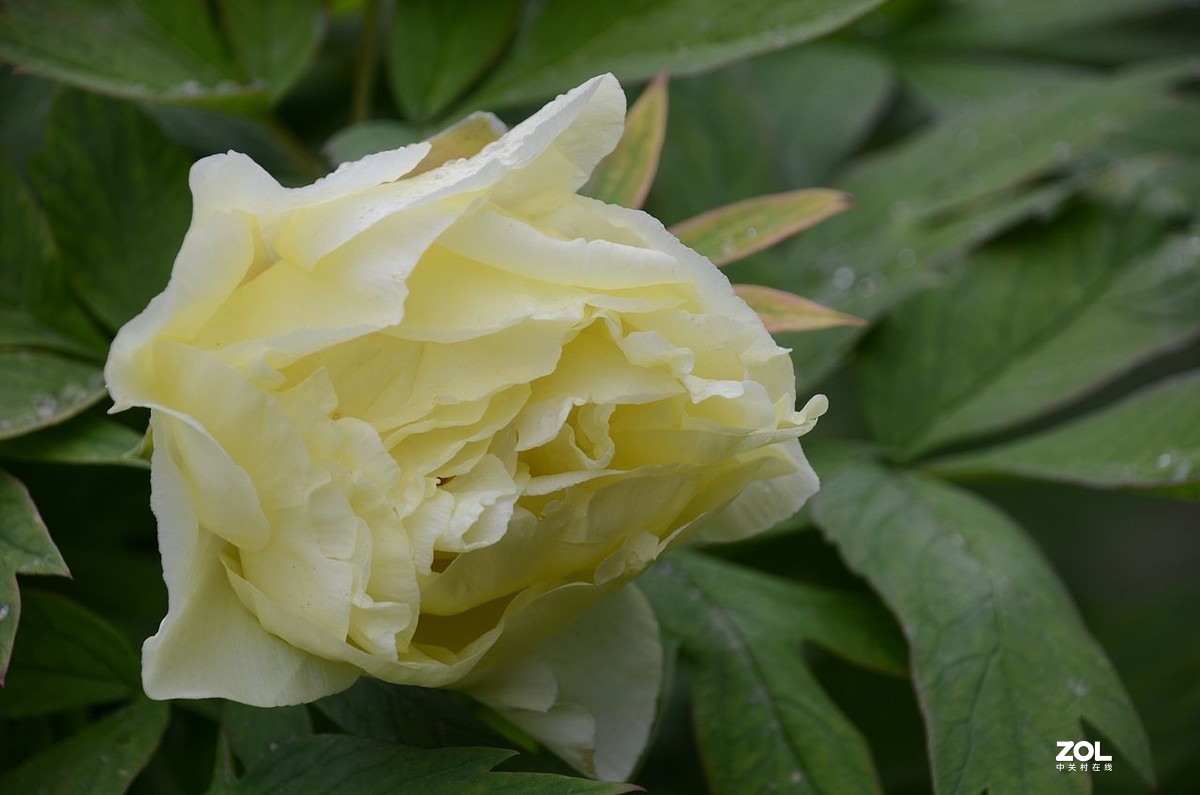 牡 丹 花 ------黄  色