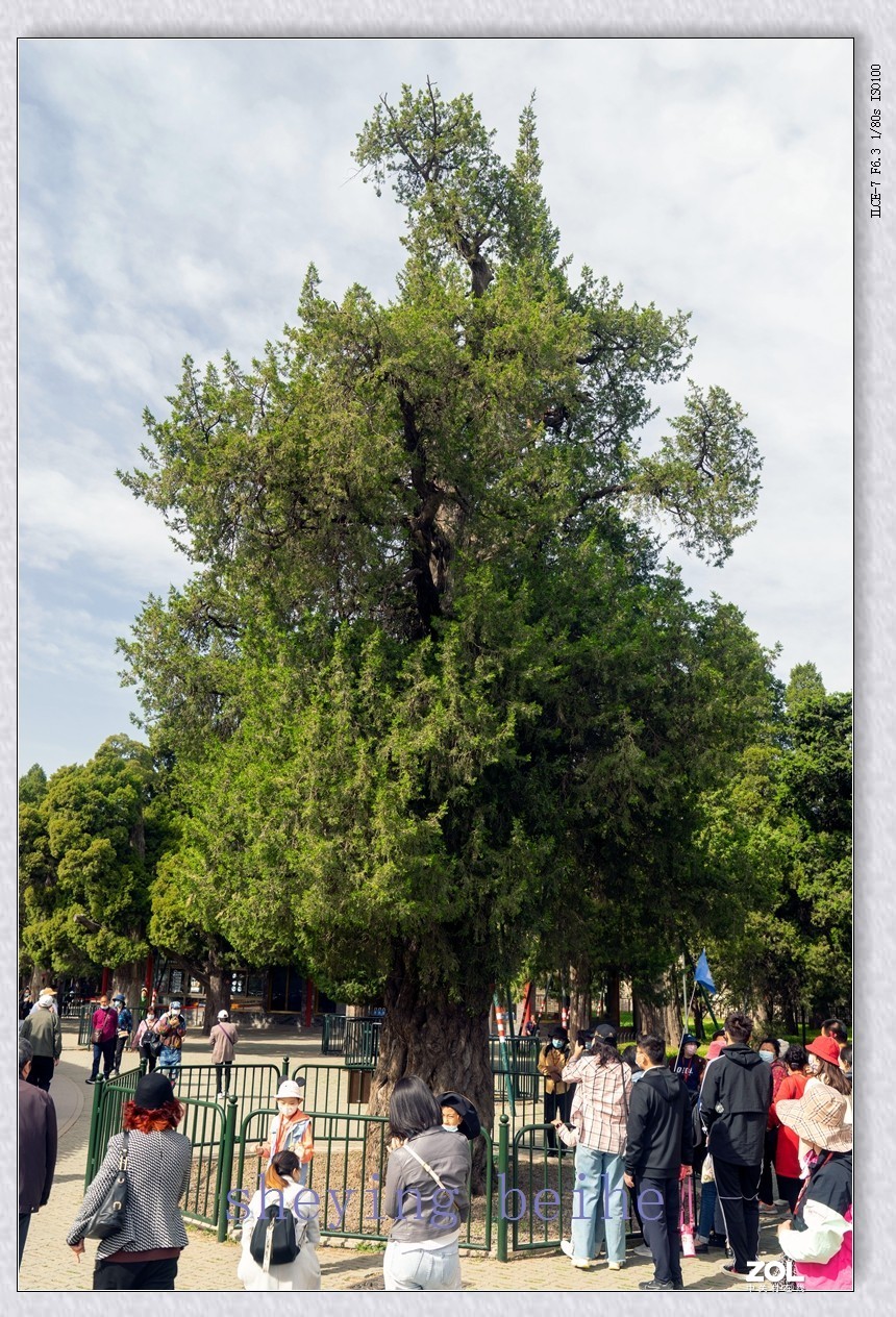 北京天坛的春天