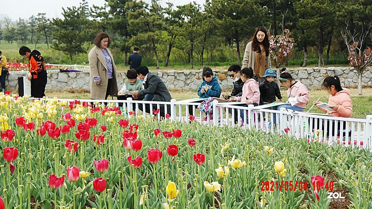 晚期郁金香也给假日添彩