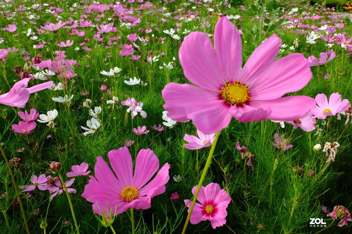 路边的小花竞相争艳……