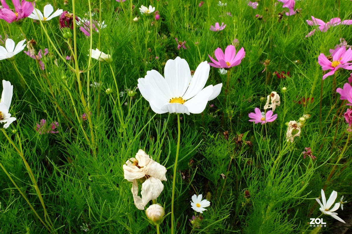 路边的小花竞相争艳……