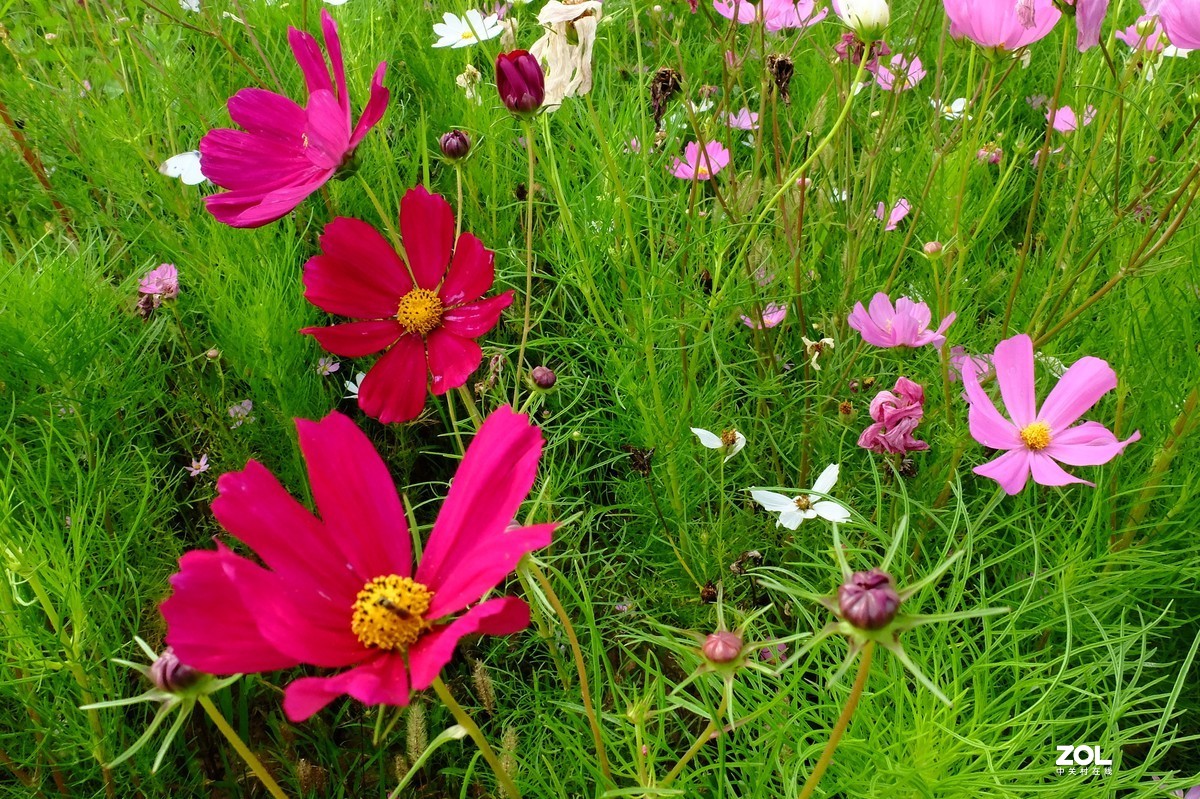 路边的小花竞相争艳……