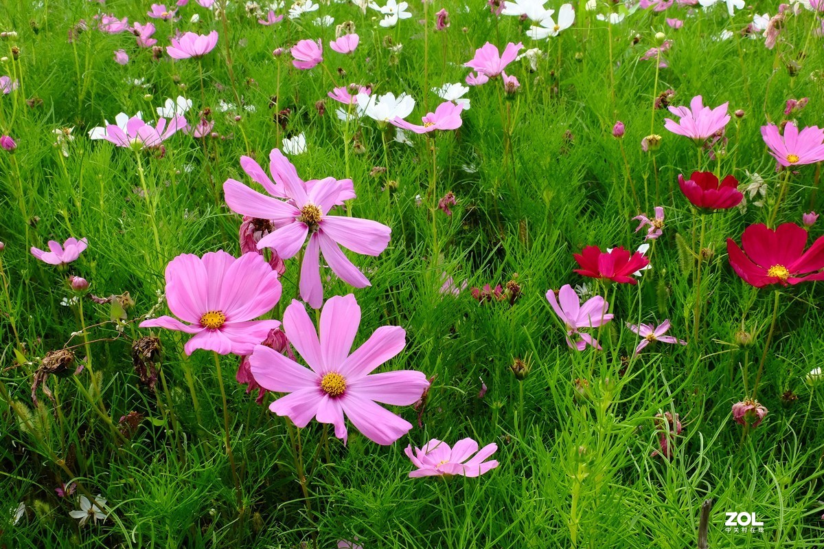 路边的小花竞相争艳……