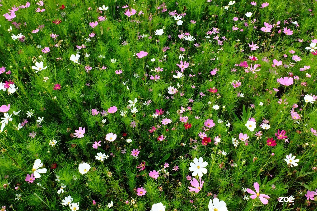 路边的小花竞相争艳……