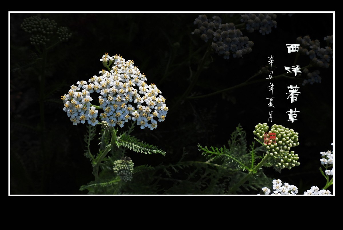 花团锦簇的西洋蓍草花