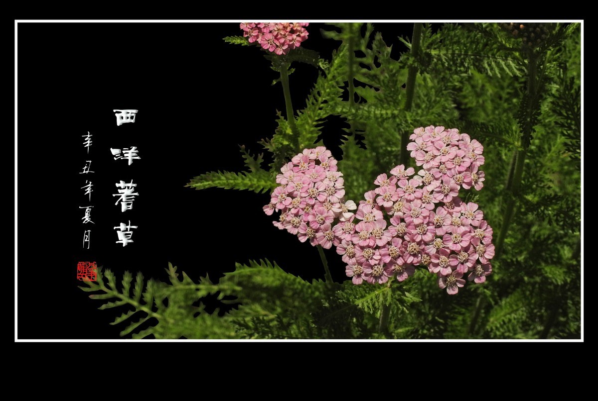 花團錦簇的西洋蓍草花