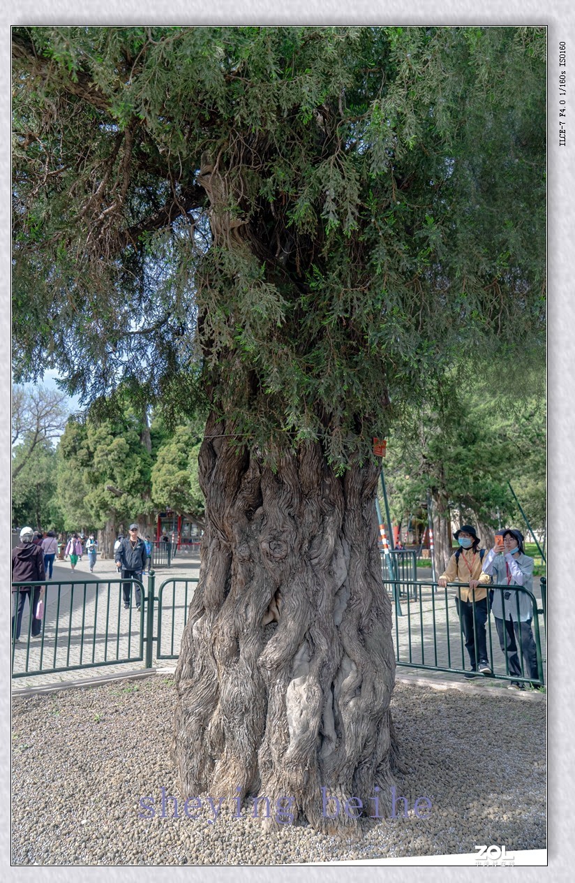 北京天坛的春天