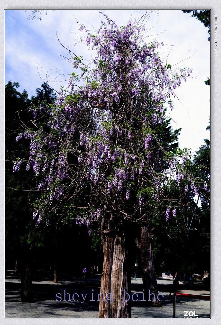 北京天坛的春天