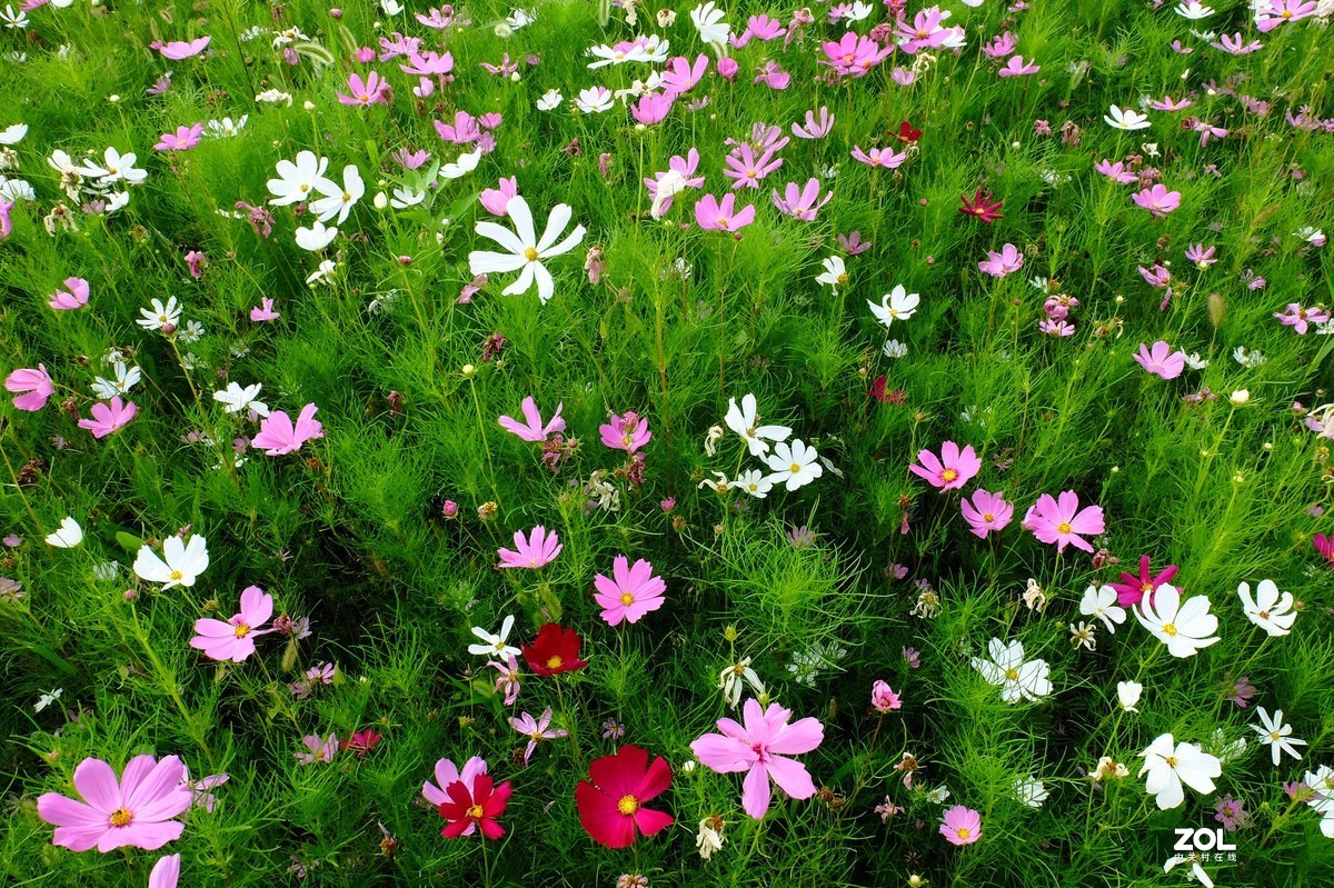 路边的小花竞相争艳……