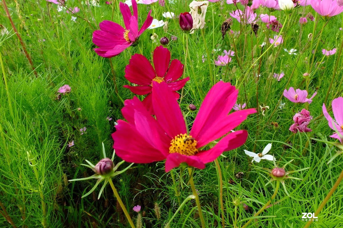 路边的小花竞相争艳……