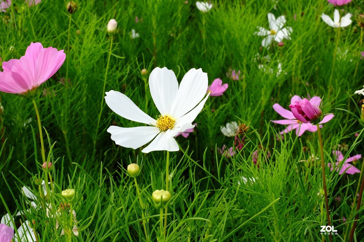路边的小花竞相争艳……