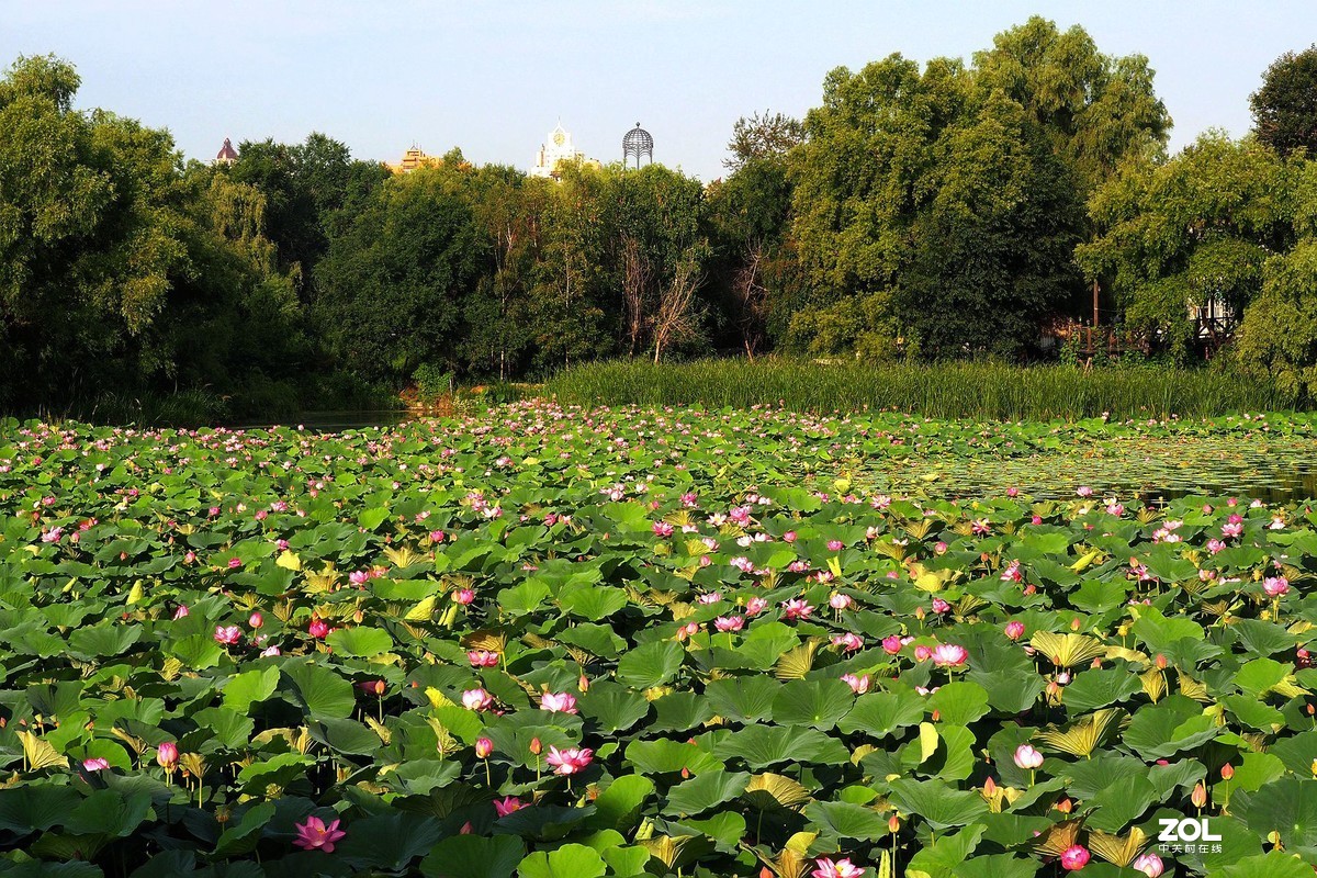 满塘荷花正盛开（续）