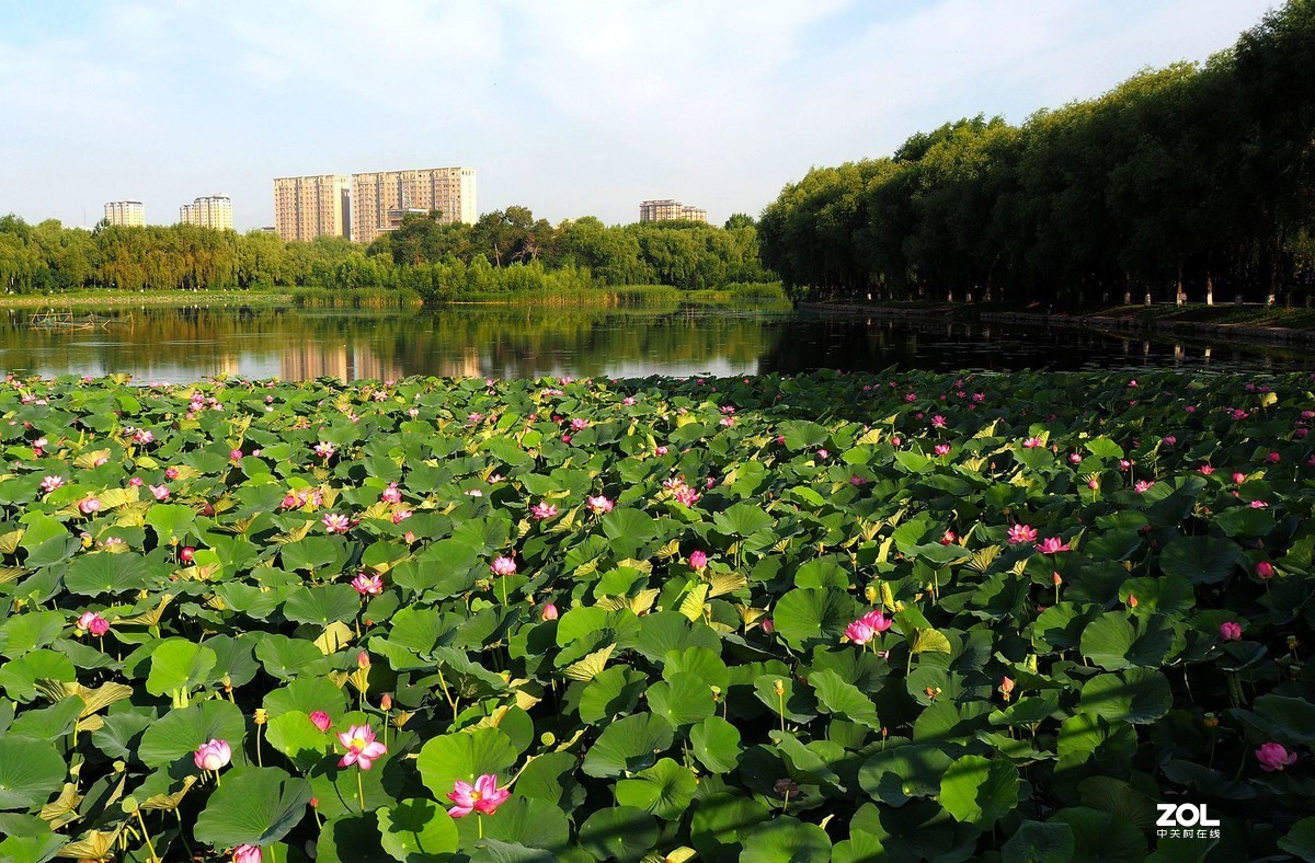 满塘荷花正盛开（续）