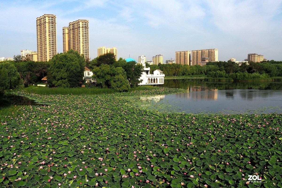 满塘荷花正盛开（续）