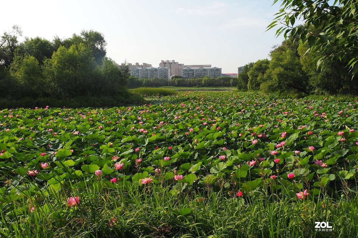 满塘荷花正盛开（续）