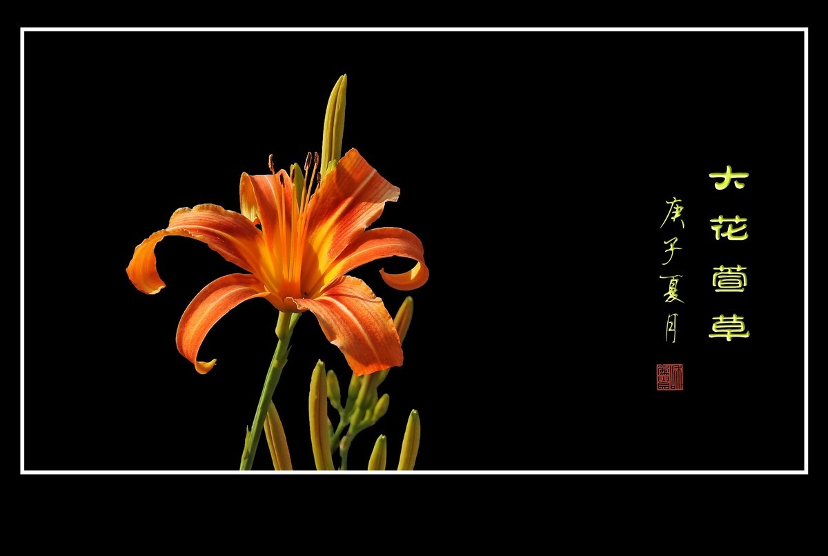 忘而无忧的大花萱草