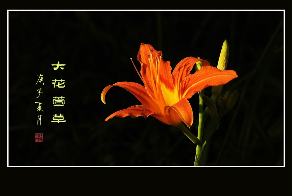 忘而无忧的大花萱草